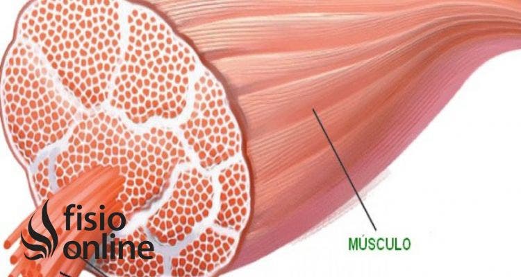 fibra muscular