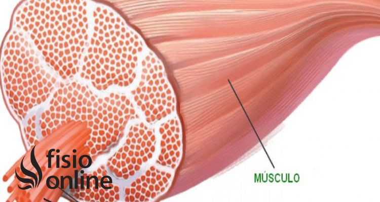 fibra muscular