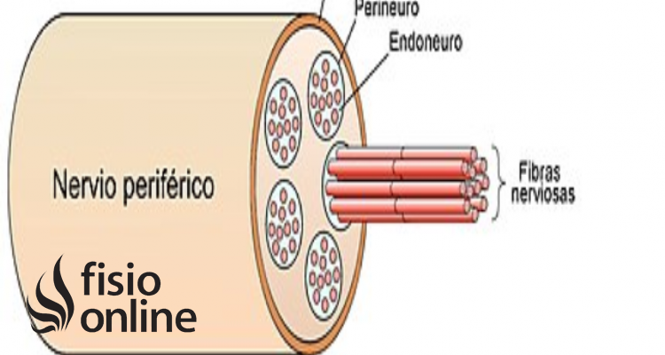 fibras nerviosas