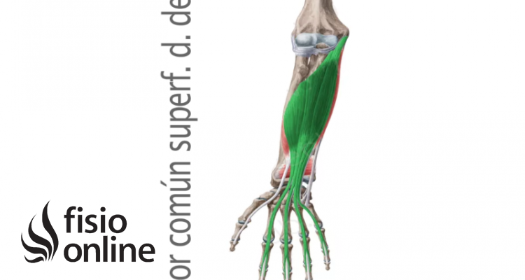 Músculo flexor superficial de los dedos