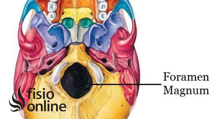 Foramen magnum