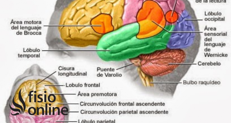 Lóbulo frontal