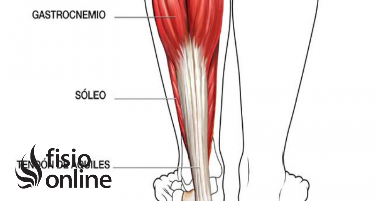 Músculo gastrocnemio