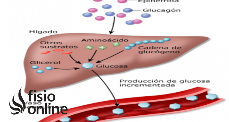 glucagon