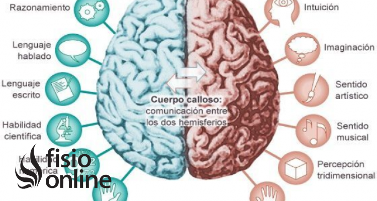 Aliviar Gruñido Amargura Hemisferio cerebral | Qué es, dónde se sitúa, funciones y lesiones