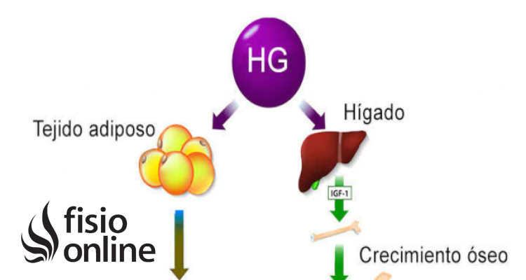 hormona de crecimiento