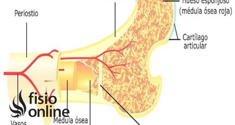 Hueso Cortical