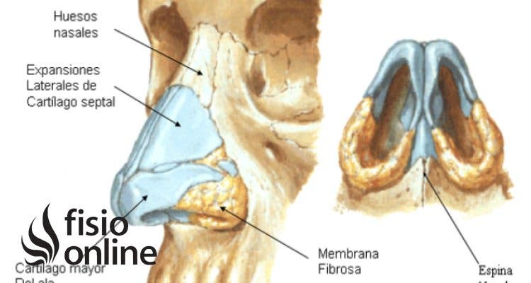 Hueso nasal