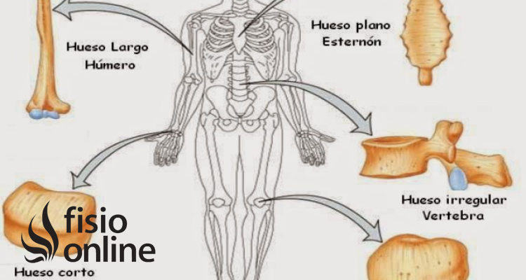 Huesos - Concepto, tipos, función, estructura y cuerpo humano