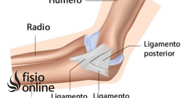 Articulación humerocubital