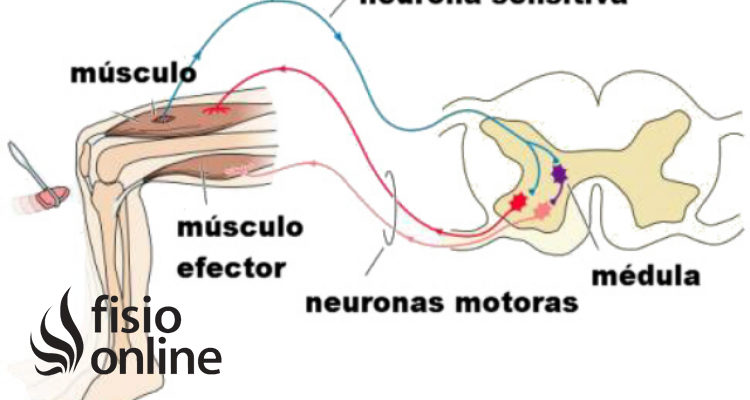 impulso nervioso