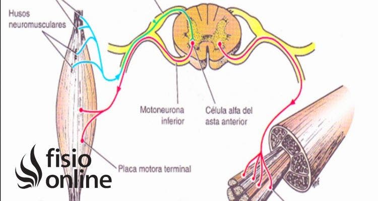 impulsos aferentes