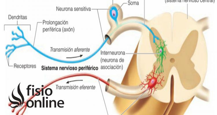 impulsos eferentes