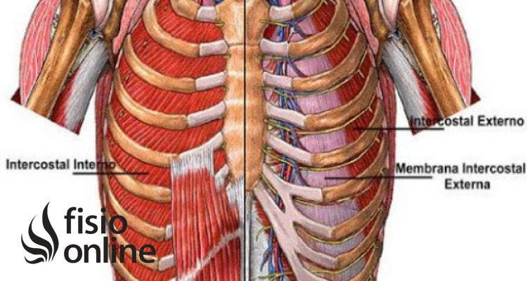 Músculo intercostal interno 
