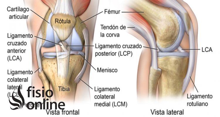 Ligamento Cruzado Anterior