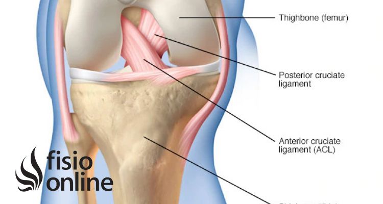 Ligamento cruzado posterior