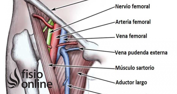 Ligamento Inguinal