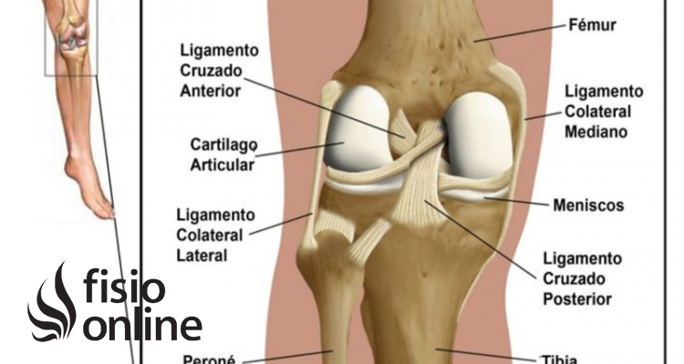 Ligamento lateral externo de la rodilla