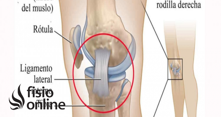 Ligamento lateral interno de la rodilla