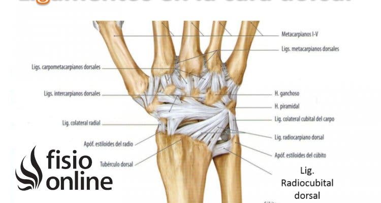 Ligamento radiocubital