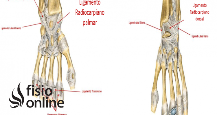 Ligamentos radiocarpianos