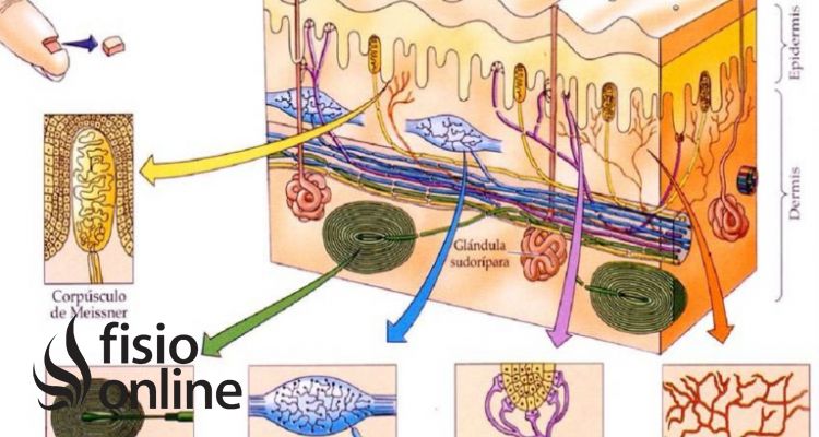 mecanorreceptores