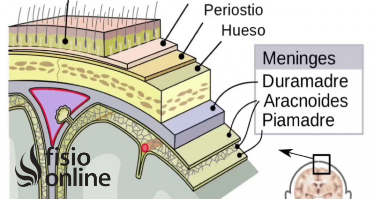 Meninges