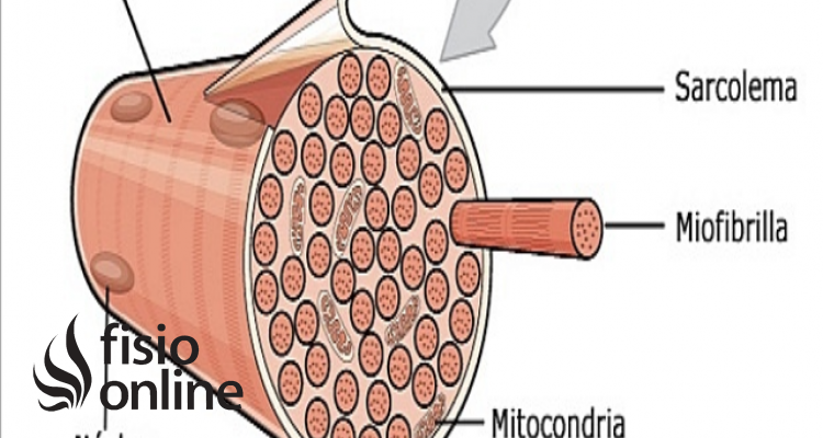 miofibrilla