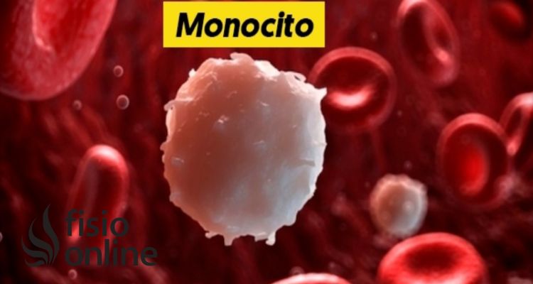 Monocitos