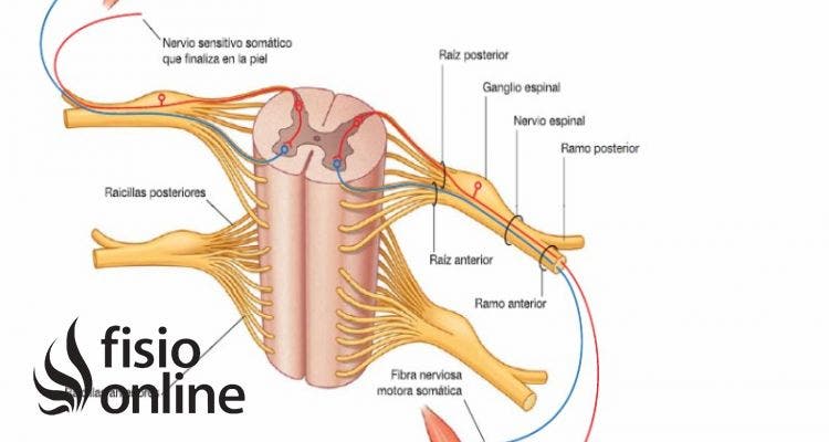 nervio espinal o accesorio