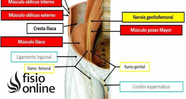nervio genitofemoral