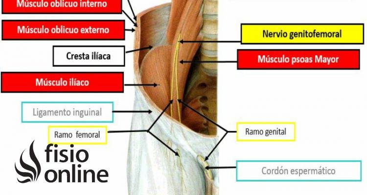 nervio genitofemoral