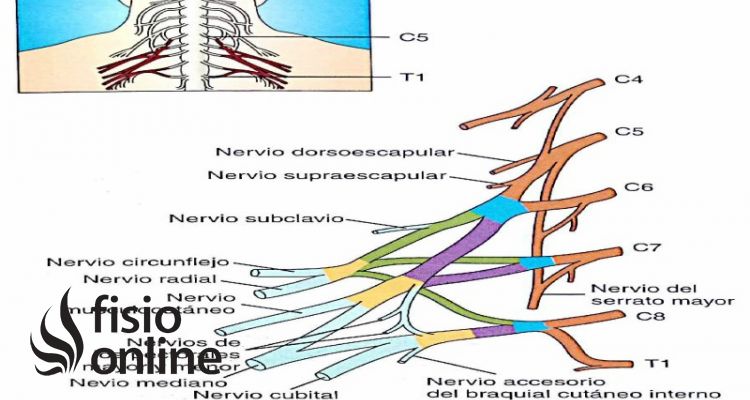 nervio musculocutáneo