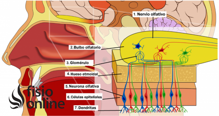 nervio olfatorio