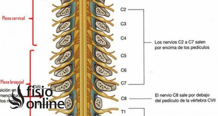 nervios raquídeos