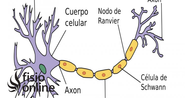Neurona | Qué es, tipos, se cómo se forman, función e importancia