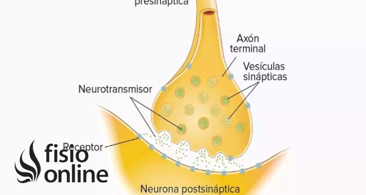 neurotransmisor