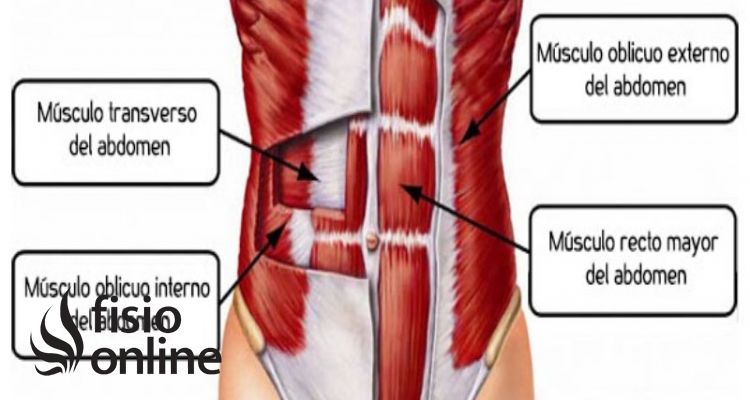 músculo oblicuo interno