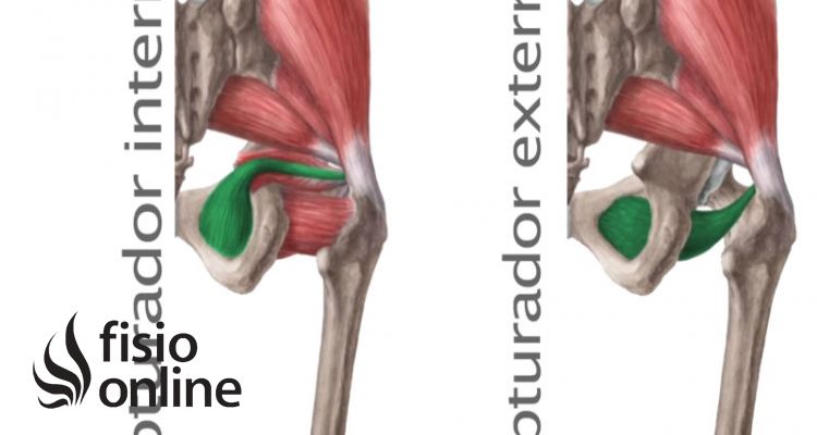 músculos obturadores