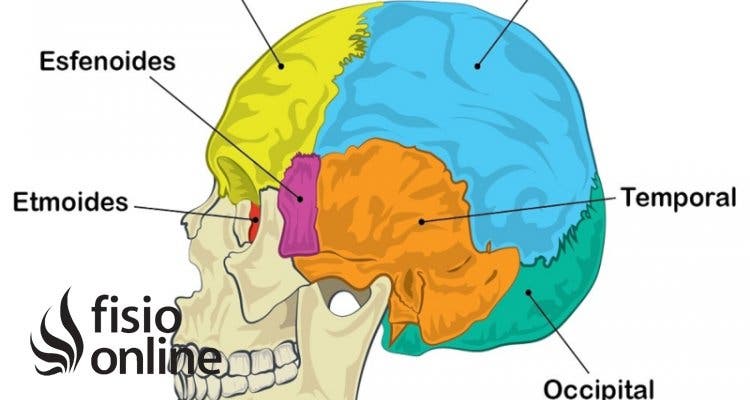 Occipital | Qué es, partes, qué significa, ubicación, función y lesiones