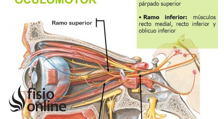 nervio oculomotor