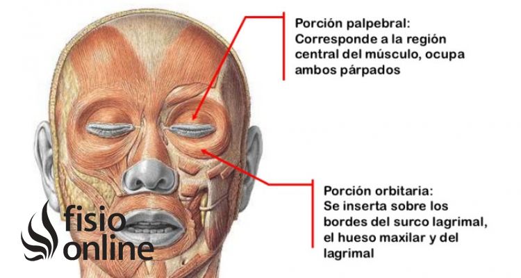 músculo orbicular de los párpados