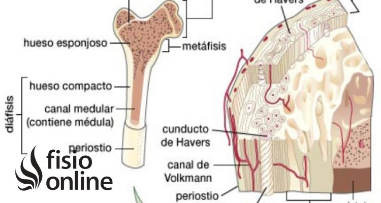Osteocitos