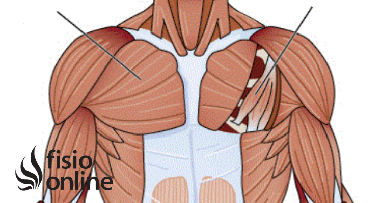 Músculos pectoral mayor y menor