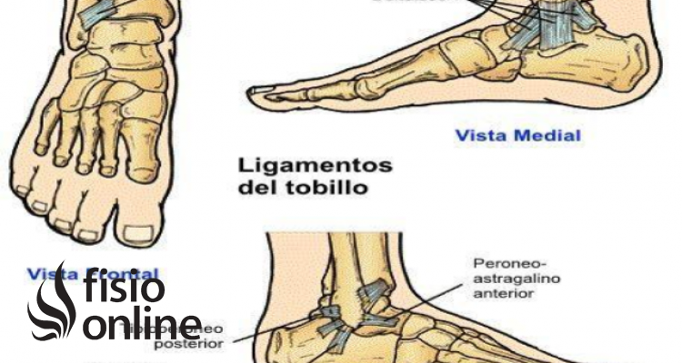 Ligamento peroneoastragalino