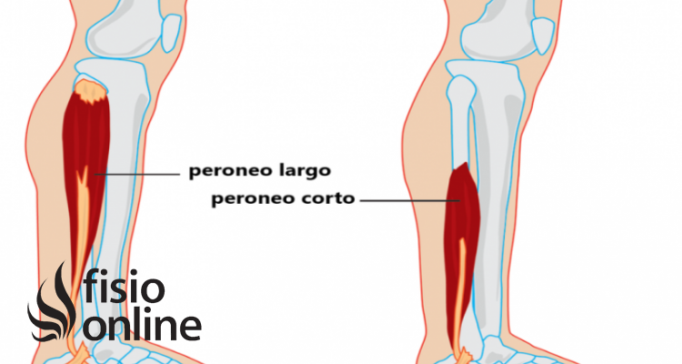 músculos peroneos