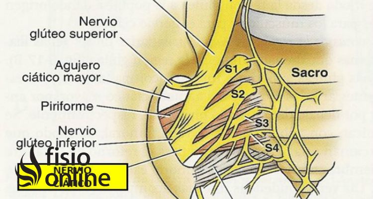 plexo sacro