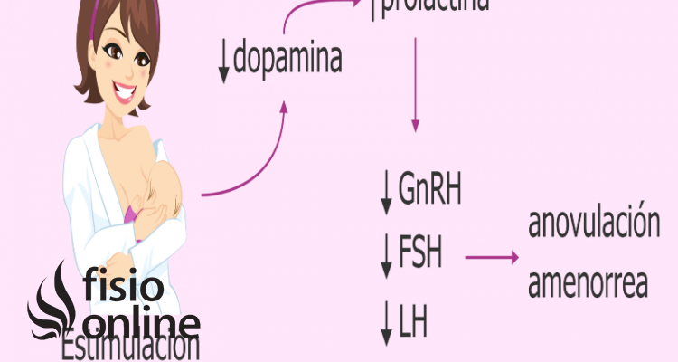 hormona prolactina