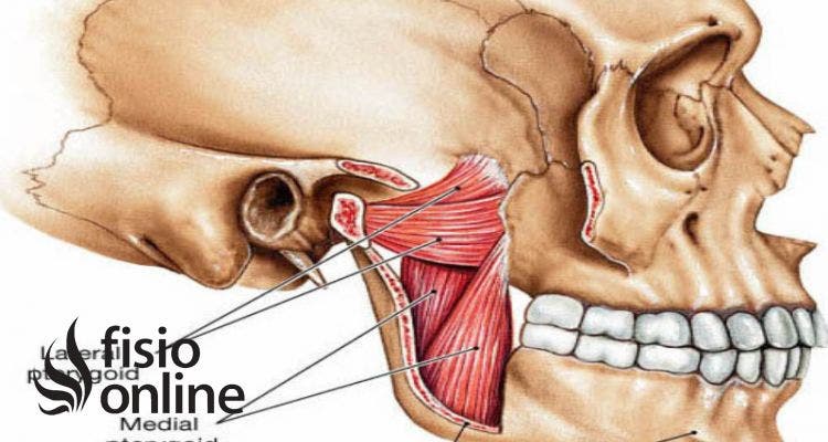 músculo pterigoideo medial
