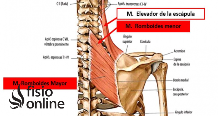 Músculos romboides